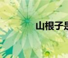 山根子是什么中药（山根子）
