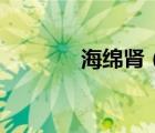 海绵肾（海绵肾是怎么回事）