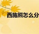 西施熊怎么分辨公母（如何和西施熊玩）