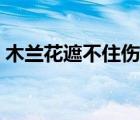 木兰花遮不住伤是什么歌（木兰香遮不住伤）