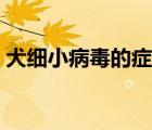 犬细小病毒的症状（狂犬病的潜伏期是多久）