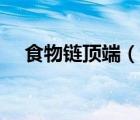 食物链顶端（说一说食物链顶端的简介）