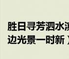 胜日寻芳泗水滨全诗解释（胜日寻芳泗水滨无边光景一时新）