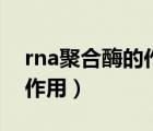 rna聚合酶的作用及结构组成（rna聚合酶的作用）
