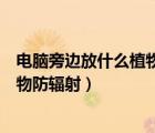 电脑旁边放什么植物防辐射最好也室内（电脑旁边放什么植物防辐射）
