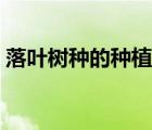 落叶树种的种植时间应在春季以后（落叶树）