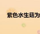 紫色水生菇为什么不能采（紫色水生菇）