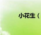 小花生（说一说小花生的简介）