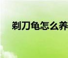 剃刀龟怎么养出放射纹（剃刀龟怎么养）