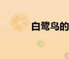 白鹭鸟的介绍（白鹭鸟的资料）