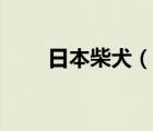 日本柴犬（说一说日本柴犬的简介）