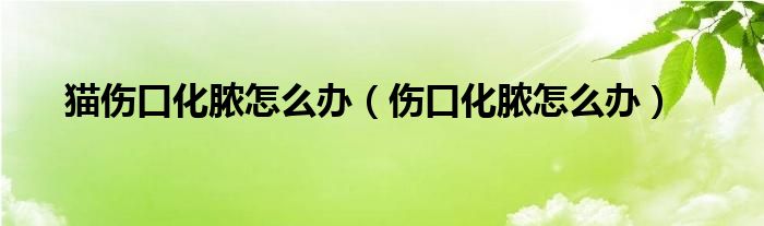 猫伤口化脓怎么办（伤口化脓怎么办）