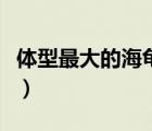 体型最大的海龟是什么品种（体型最大的海龟）