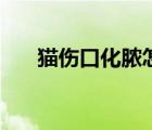 猫伤口化脓怎么办（伤口化脓怎么办）