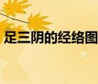 足三阴的经络图（三阴交的准确位置图穴位）