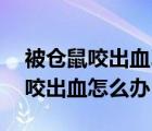 被仓鼠咬出血24小时没处理会怎样（被仓鼠咬出血怎么办）