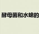 酵母菌和水螅的生殖方式（水螅的生殖方式）
