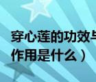 穿心莲的功效与作用及用量（穿心莲的功效与作用是什么）