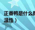 正番鸭是什么颜色的羽毛（正番鸭是寒性还是温性）