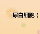 尿白细胞（说一说尿白细胞的简介）