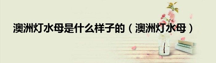 澳洲灯水母是什么样子的（澳洲灯水母）