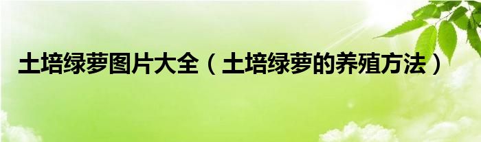 土培绿萝图片大全（土培绿萝的养殖方法）