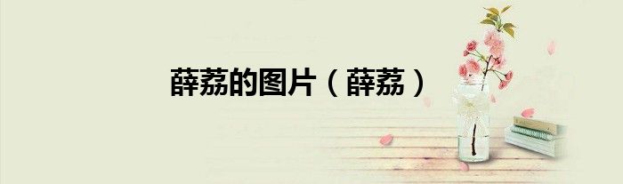 薛荔的图片（薛荔）