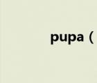pupa（说一说pupa的简介）