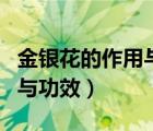 金银花的作用与功效湿热体质（金银花的作用与功效）
