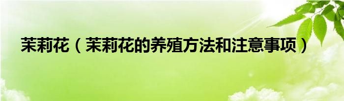茉莉花（茉莉花的养殖方法和注意事项）