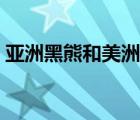 亚洲黑熊和美洲黑熊的区别（亚洲黑熊英文）