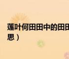 莲叶何田田中的田田的意思是什么（莲叶何田田中田田的意思）