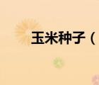 玉米种子（说一说玉米种子的简介）