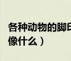 各种动物的脚印像什么东西（各种动物的脚印像什么）