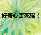 好奇心害死猫（说一说好奇心害死猫的简介）