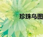 珍珠鸟图片（珍珠鸟主要内容）