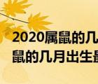 2020属鼠的几月出生最好命男孩子（2020属鼠的几月出生最好）