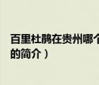 百里杜鹃在贵州哪个地方（说一说百里杜鹃在贵州哪个地方的简介）