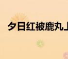 夕日红被鹿丸上图（夕日红被阿斯玛上图）
