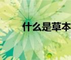 什么是草本植物（一年生草本植物）