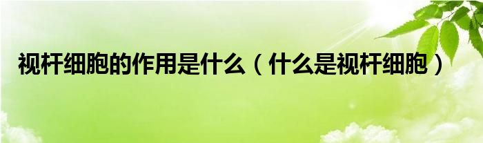 视杆细胞的作用是什么（什么是视杆细胞）