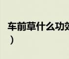 车前草什么功效（车前草的功效与作用及禁忌）