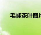 毛峰茶叶图片（黄山毛峰属于什么茶）
