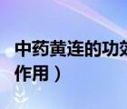 中药黄连的功效与作用点（中药黄连的功效与作用）