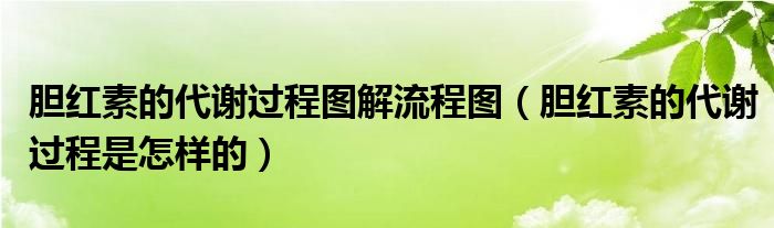 胆红素的代谢过程图解流程图（胆红素的代谢过程是怎样的）