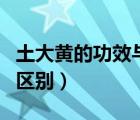 土大黄的功效与作用及禁忌（土大黄与大黄的区别）
