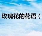 玫瑰花的花语（说一说玫瑰花的花语的简介）