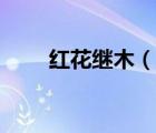 红花继木（说一说红花继木的简介）