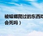 被蟑螂爬过的东西吃了会死吗图片（被蟑螂爬过的东西吃了会死吗）
