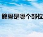 髋骨是哪个部位图解大全（髋骨是哪个部位）